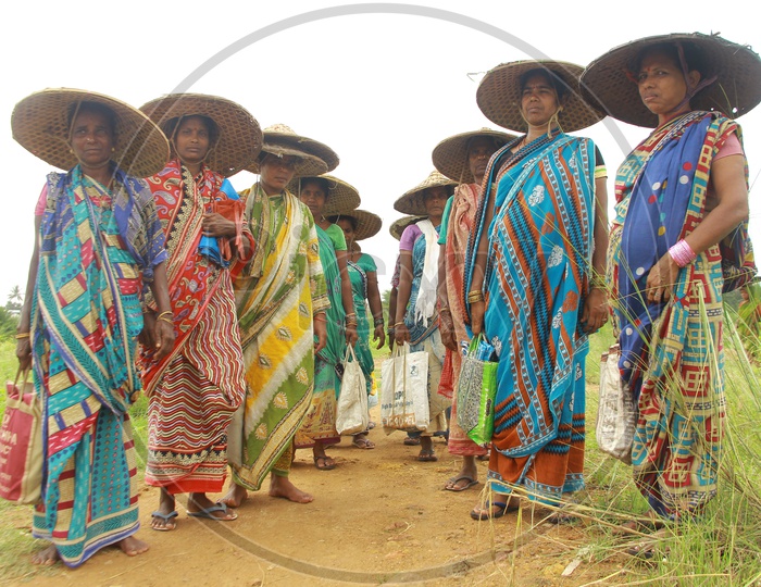 Women wearing Hat in Paddy Fields, Odisha