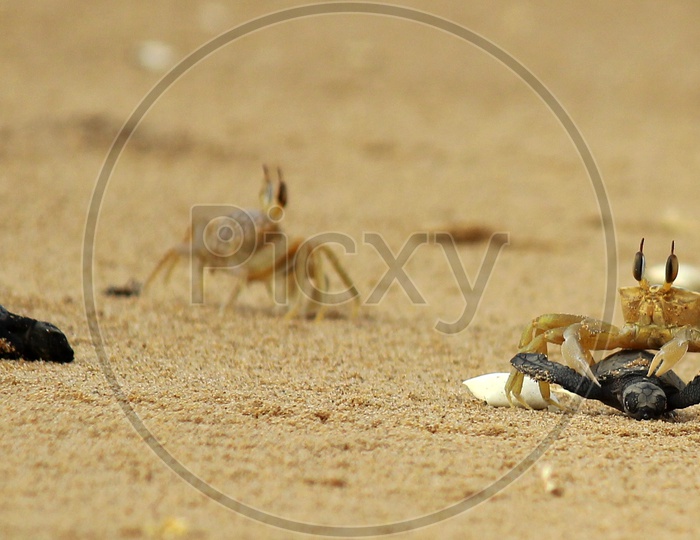Crab eating Baby Turtle