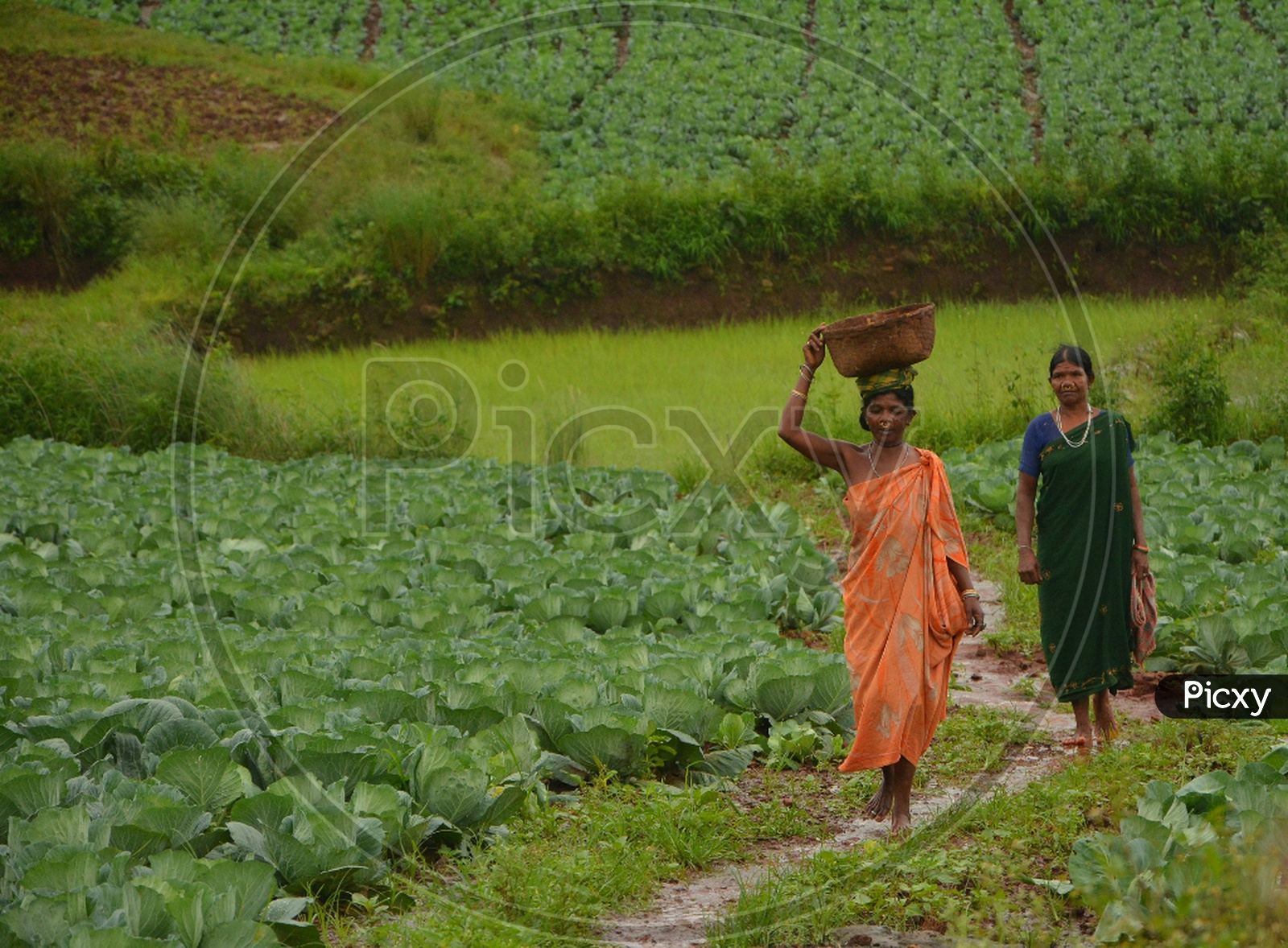 Bonda Tribe Women in Agriculture Fields