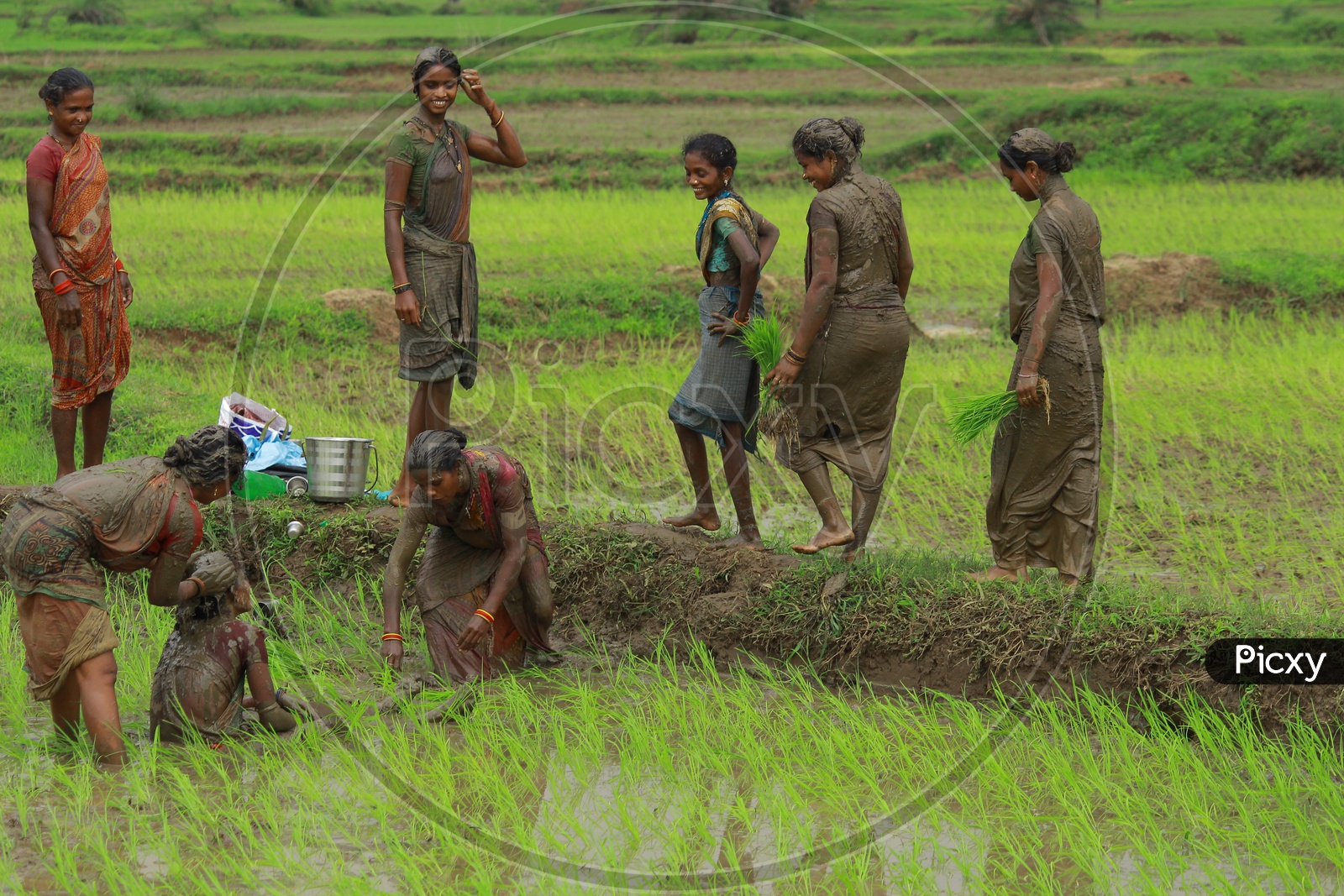 Women Farmers Playing in Paddy Field
