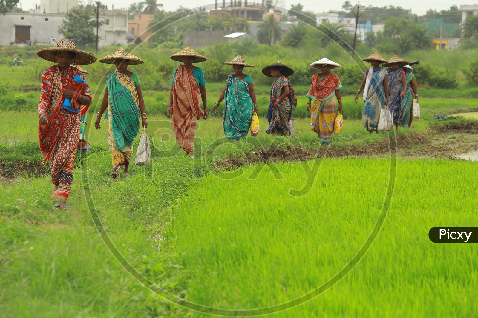 Women wearing Hat walking in Paddy Fields, Odisha