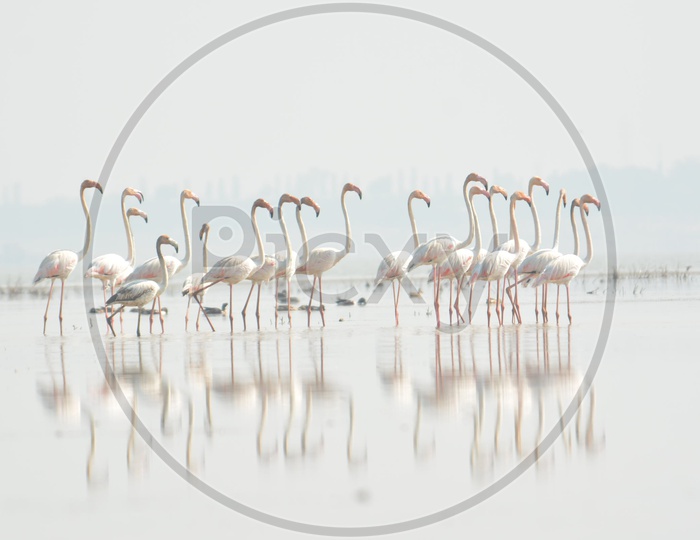 Flamingo Birds