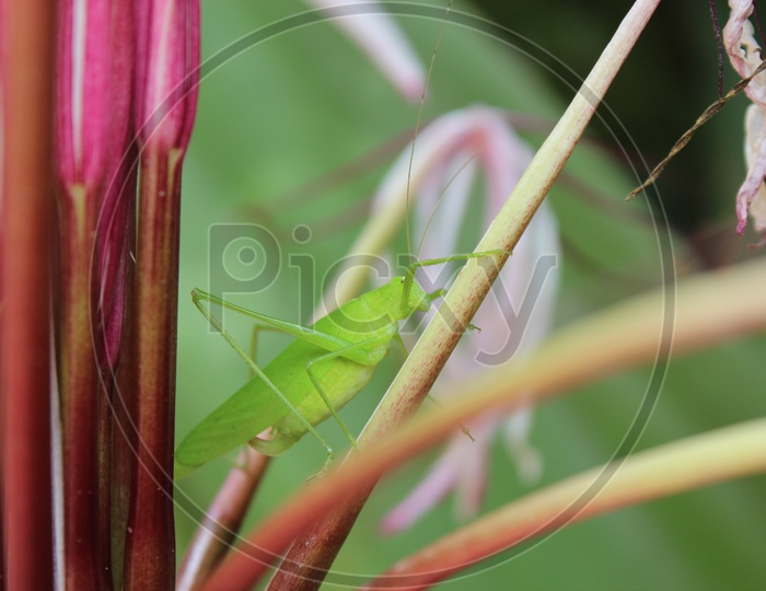 Grasshopper sitting on the twig of the flower