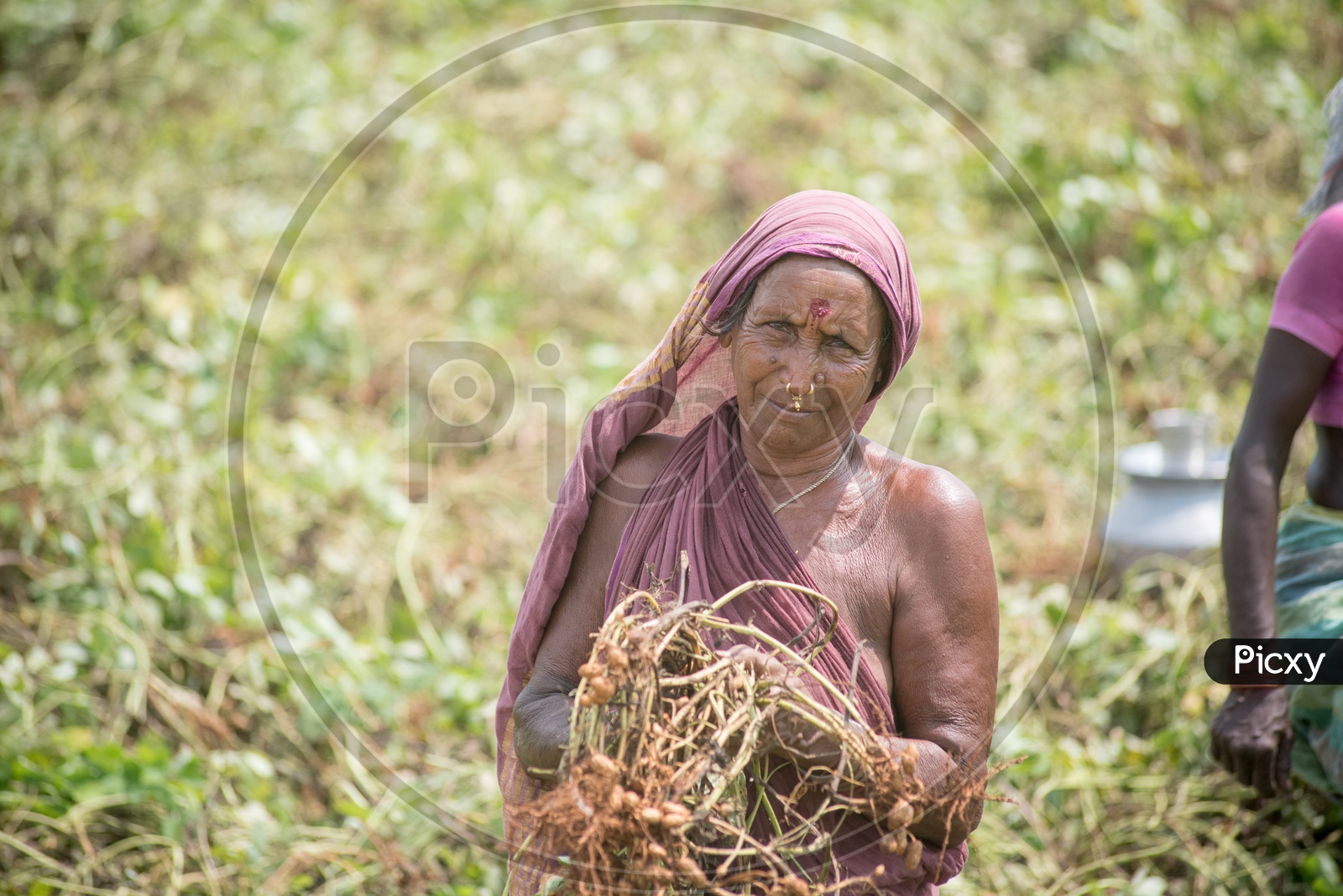 Lady farmer in groundnut fields