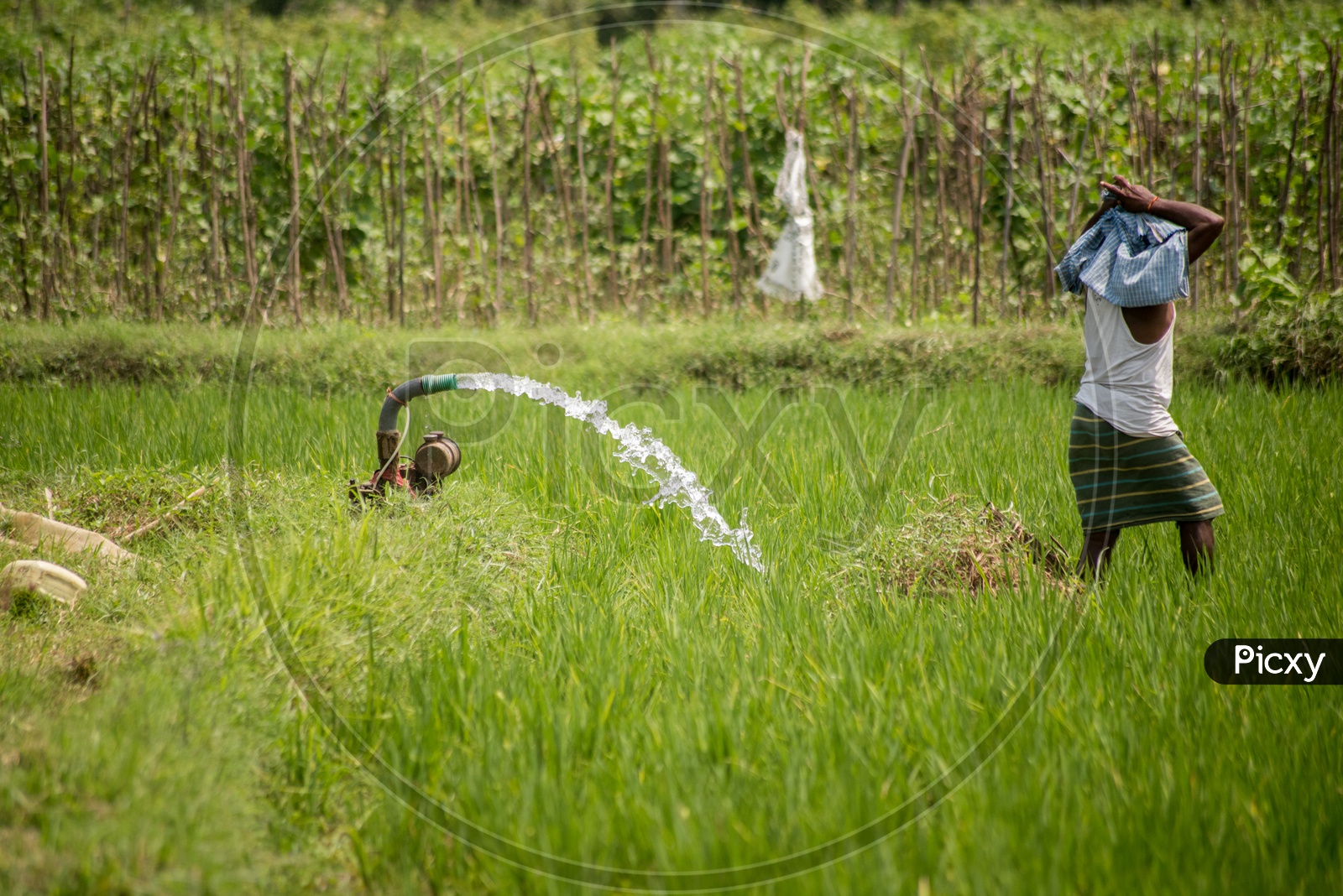 Water pumps in paddy fields