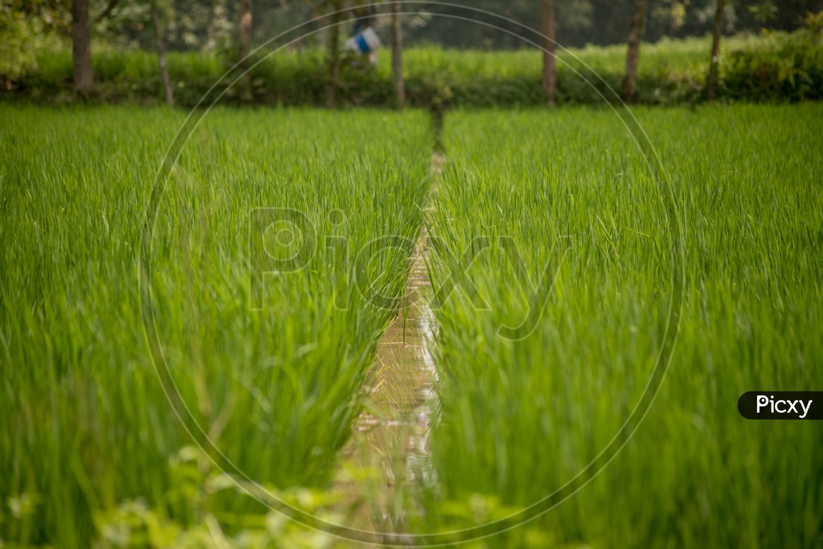 Water canal passing through the paddy fields