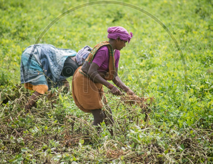 lady farmers in groundnut fields