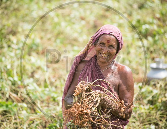 Lady farmer with groundnuts in fields