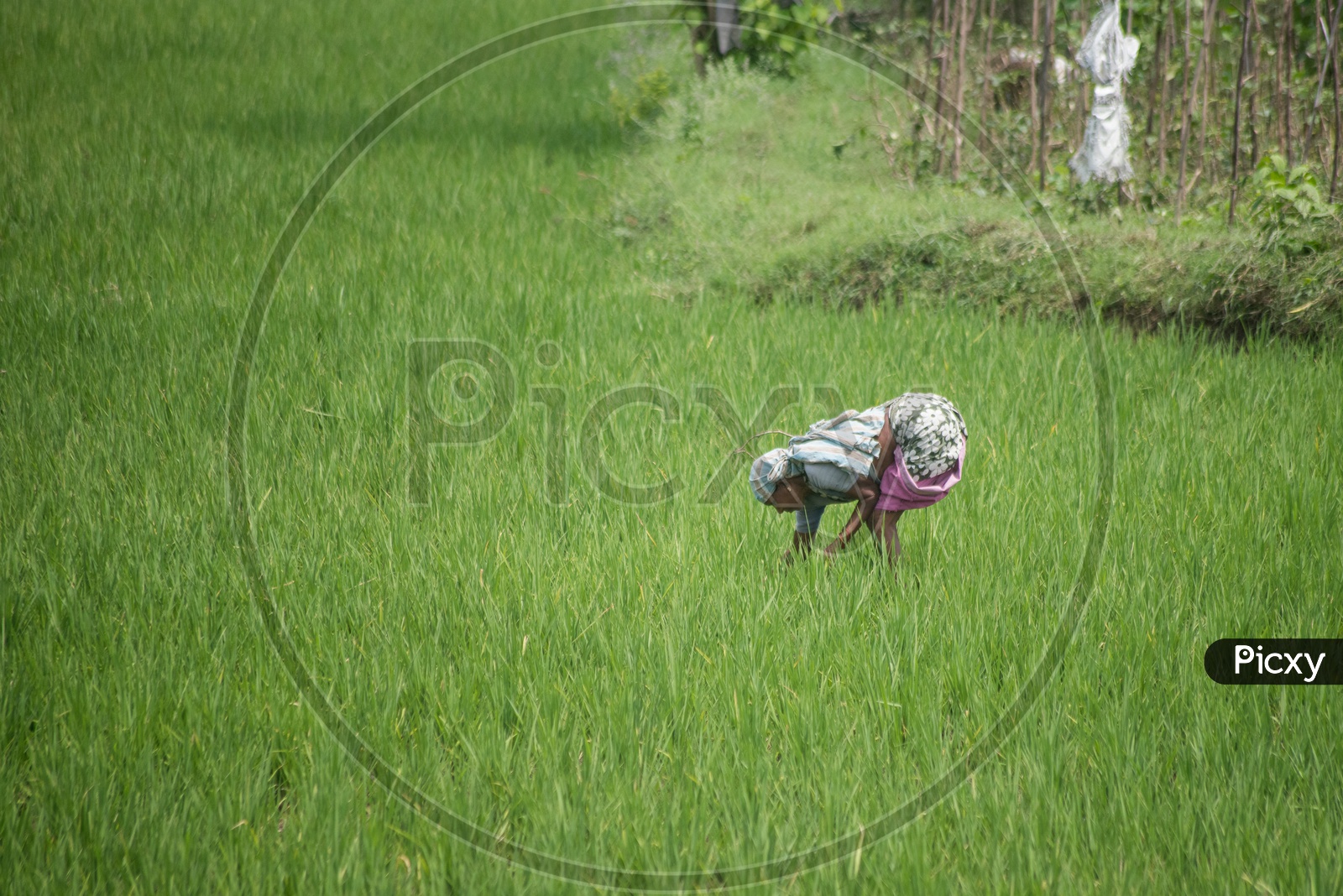 Lady farmer in paddy fields