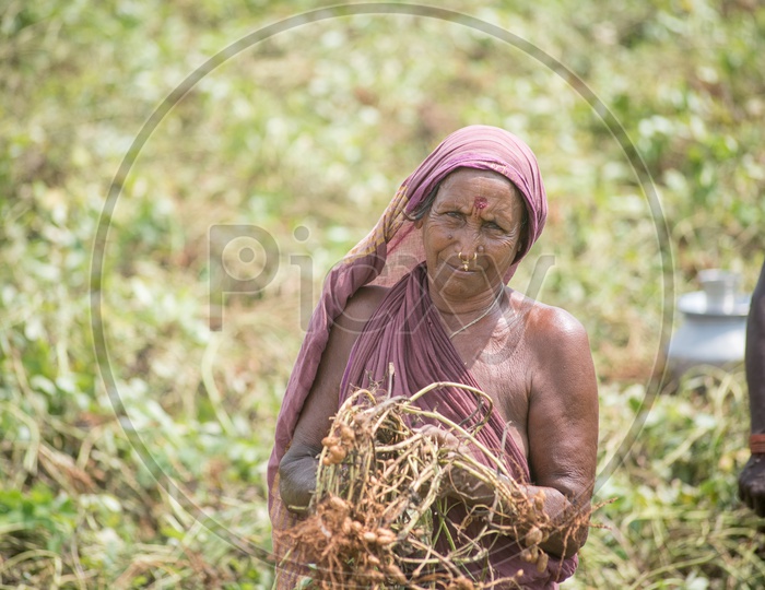 Lady farmer in groundnut fields
