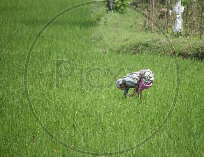 Lady farmer in paddy fields