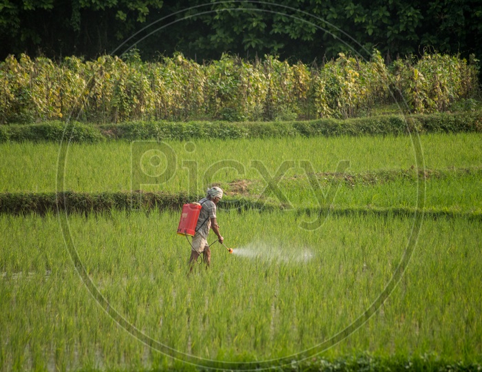 Farmer spraying pesticides in paddy fields