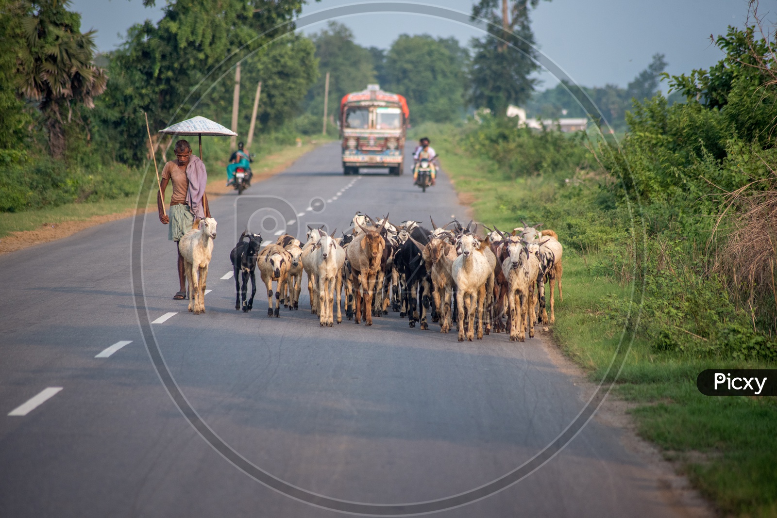 cattle on state highways