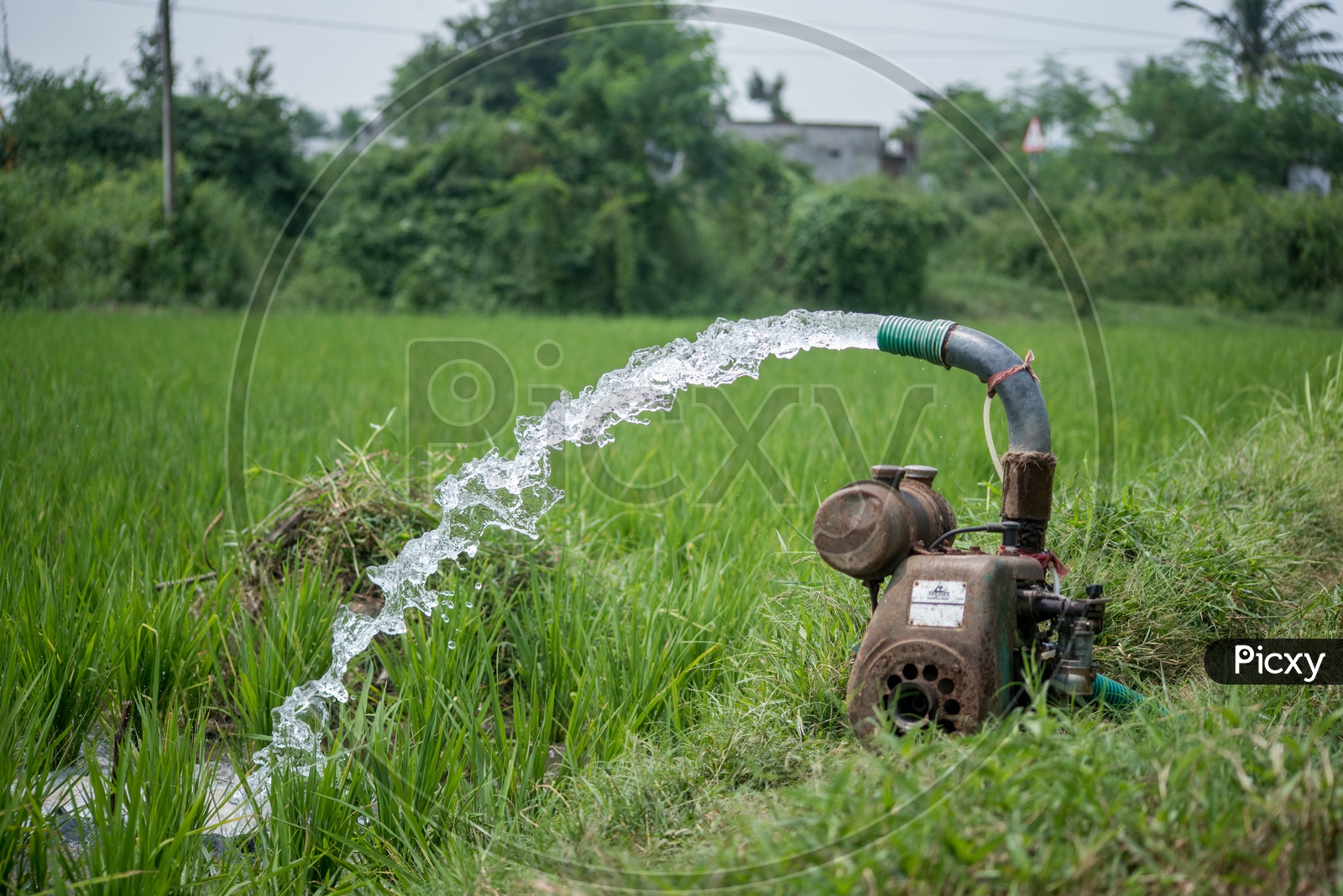 Water pumps in paddy fields