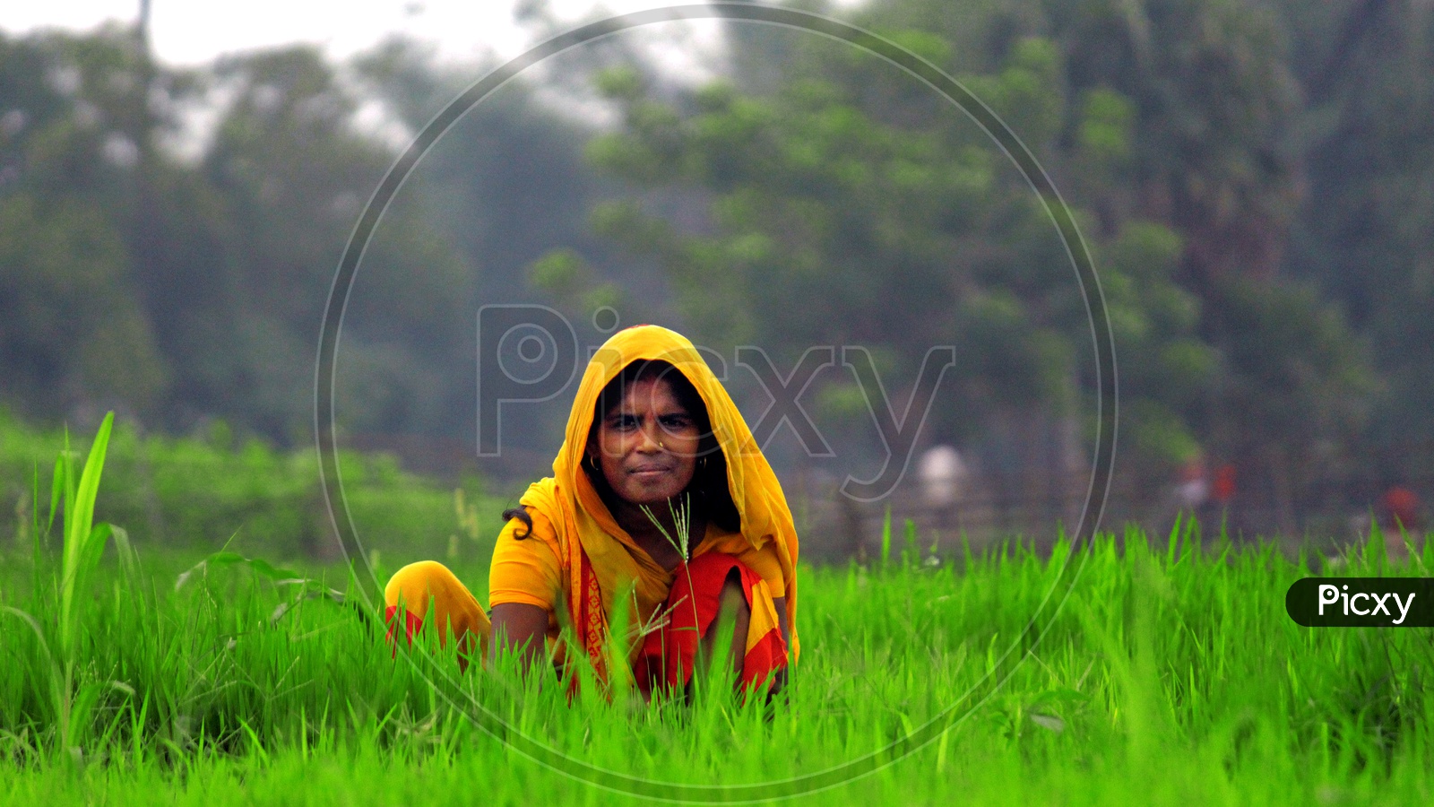 Women working in Agriculture field