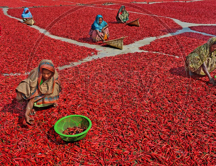 Red Chilli Workers | People working in red chilli farms