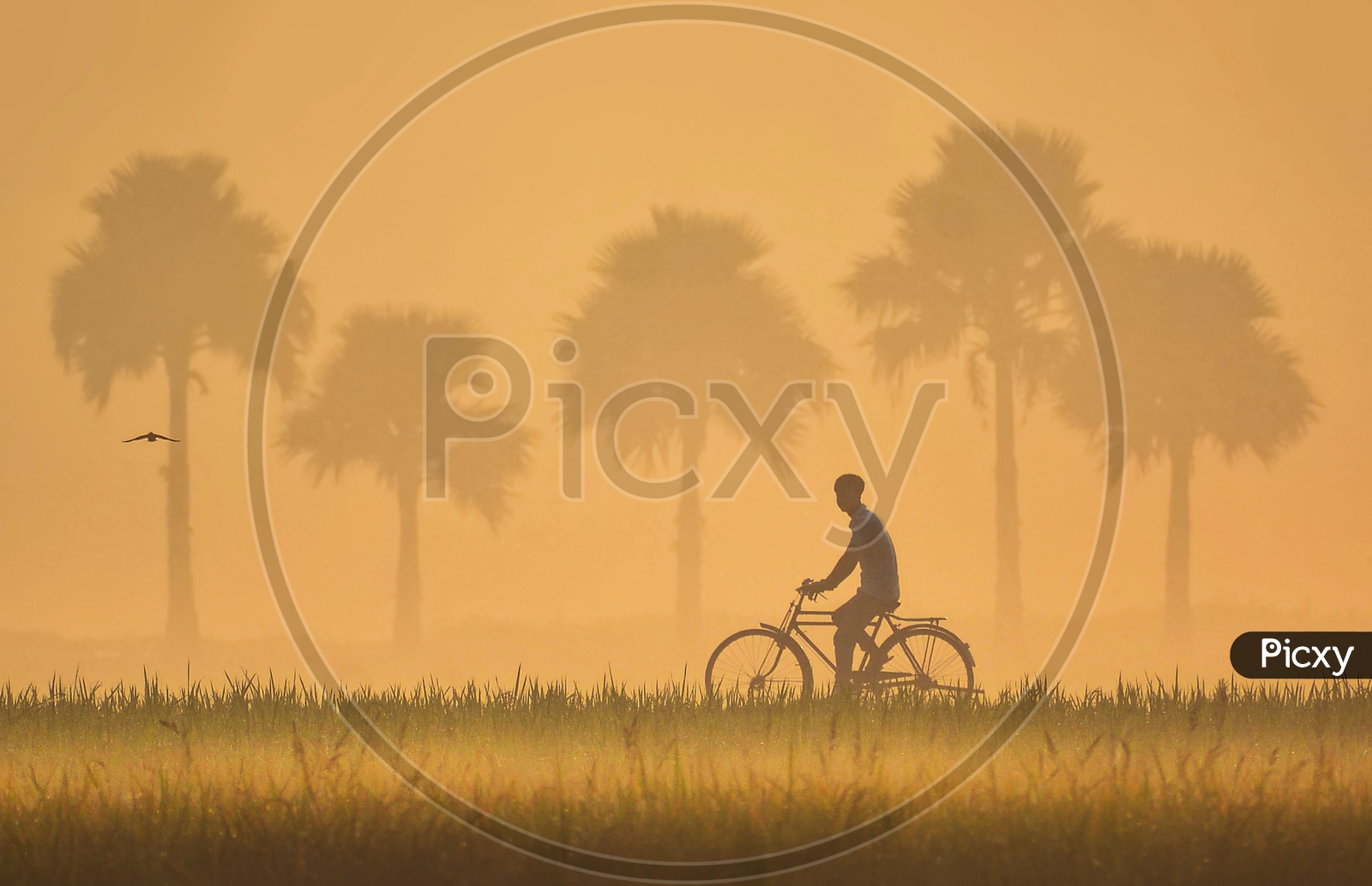 The Bicycle Rider