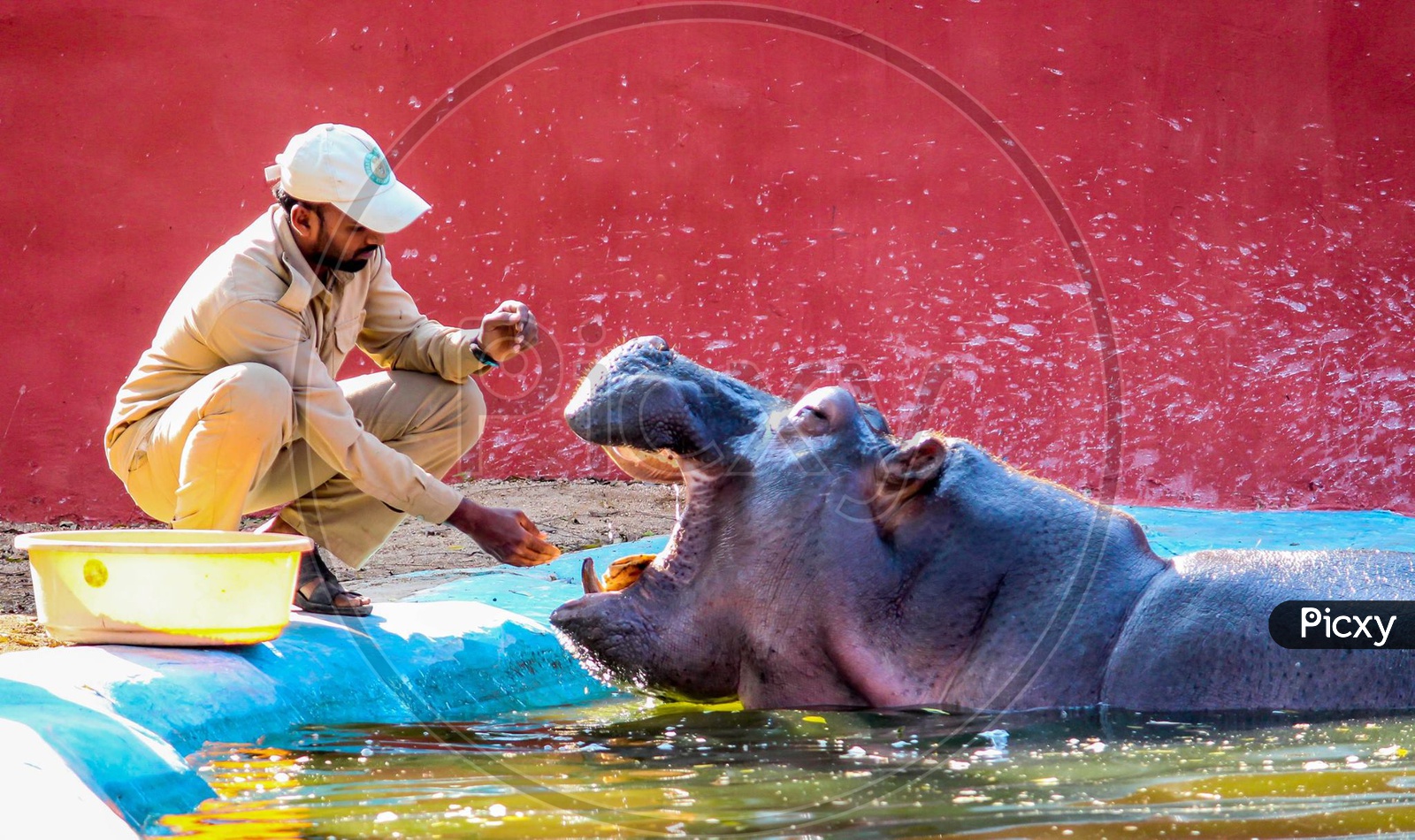 Hippopotamus gets care