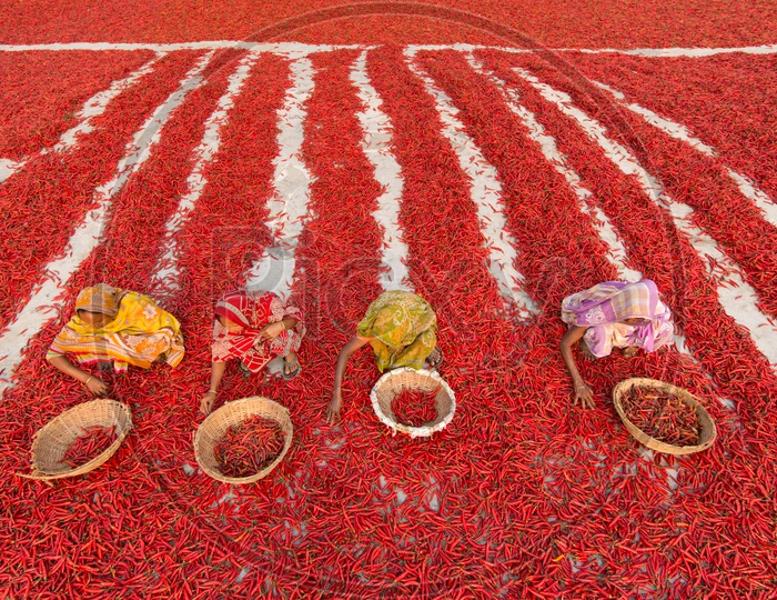 Red Chilli Workers | People working in red chilli farms