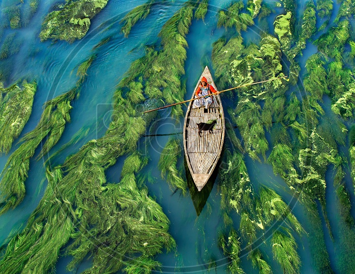 Man gliding through algae covered river with his goat on boat