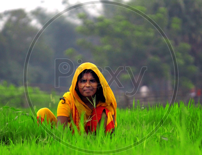 Women working in Agriculture field