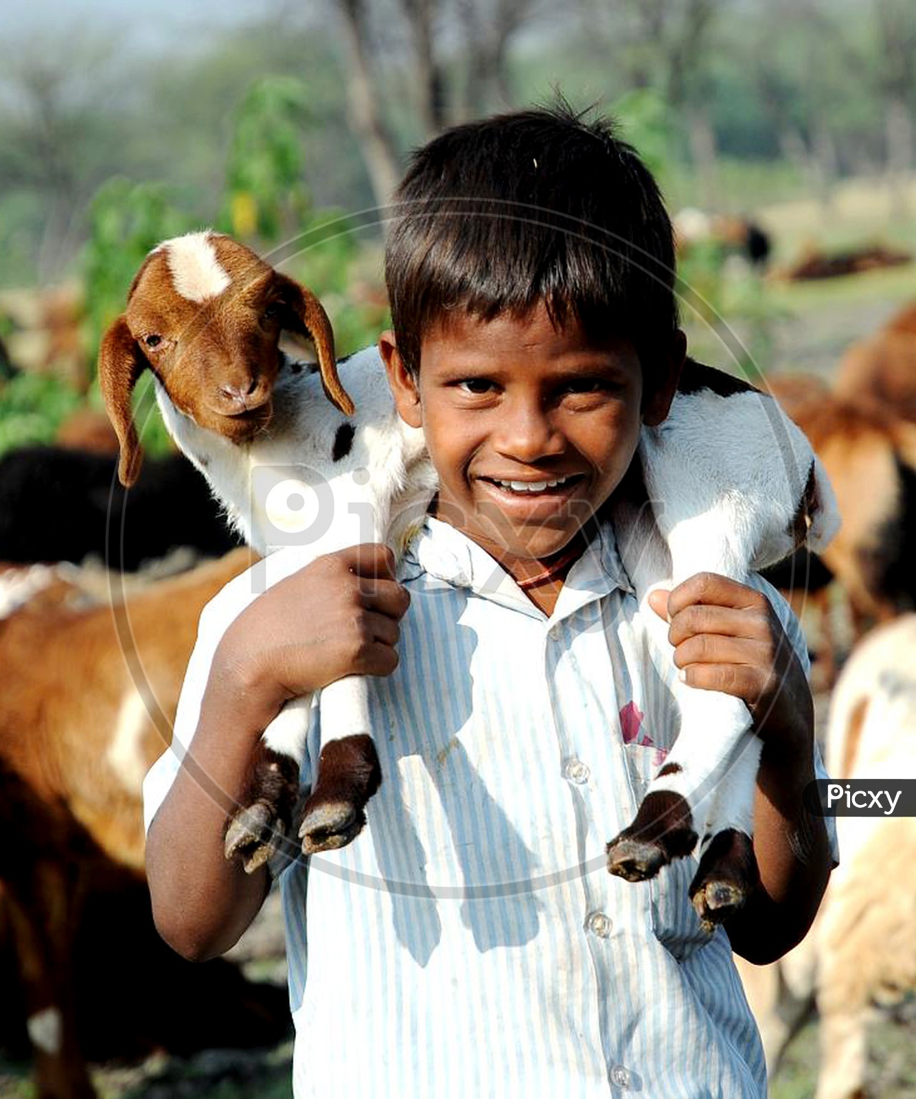 Smiling Tribal Child with Goat on his Shoulder