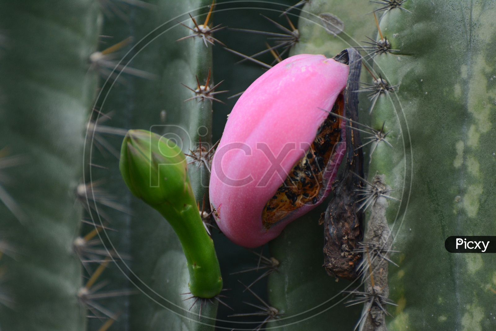 San Pedro cactus plant