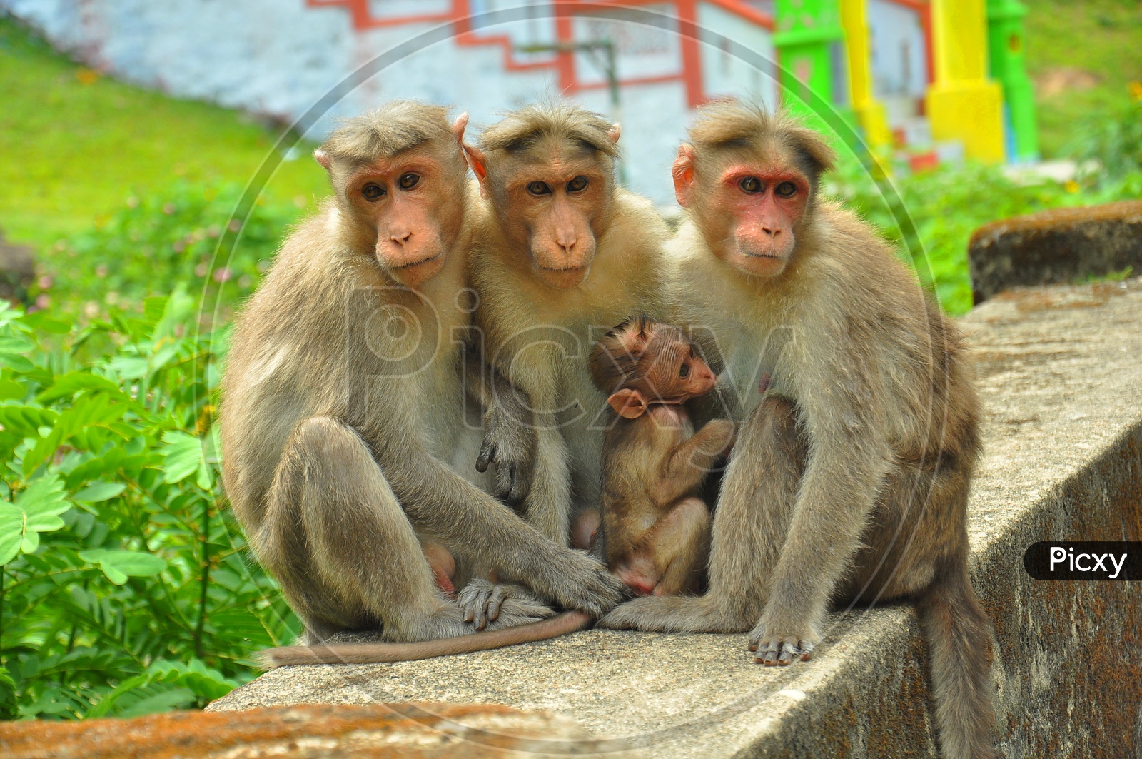 Monkeys outside Temple
