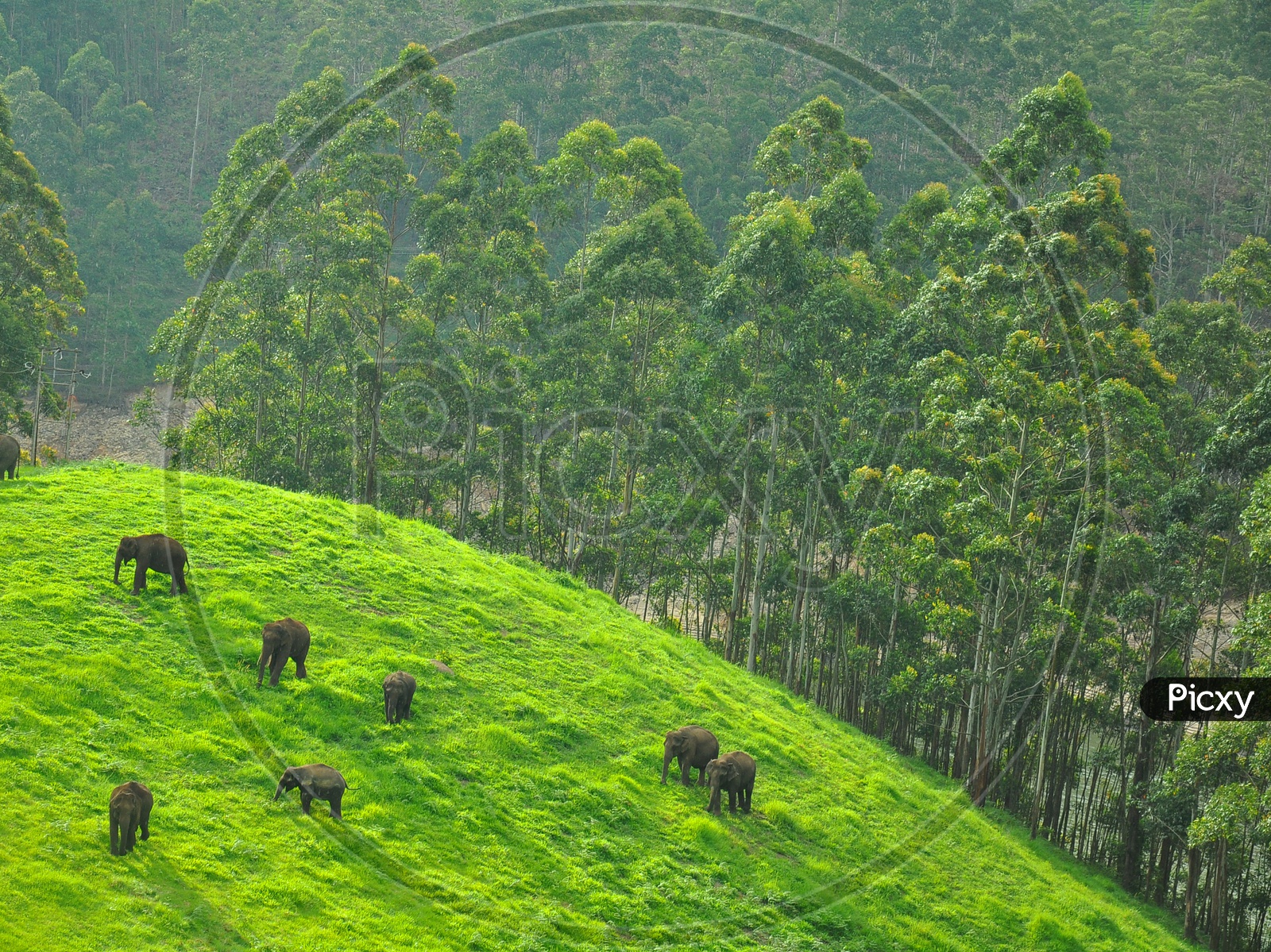 Elephants Eating Grass