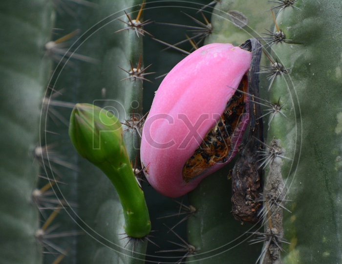 San Pedro cactus plant