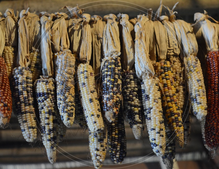different types of Corn