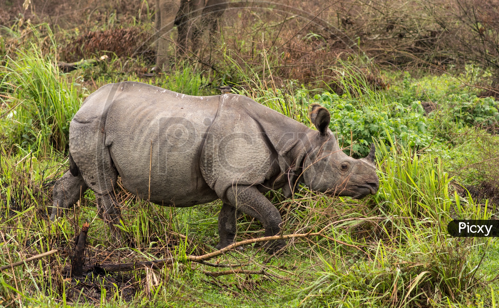 One horned rhinoceros in the wild