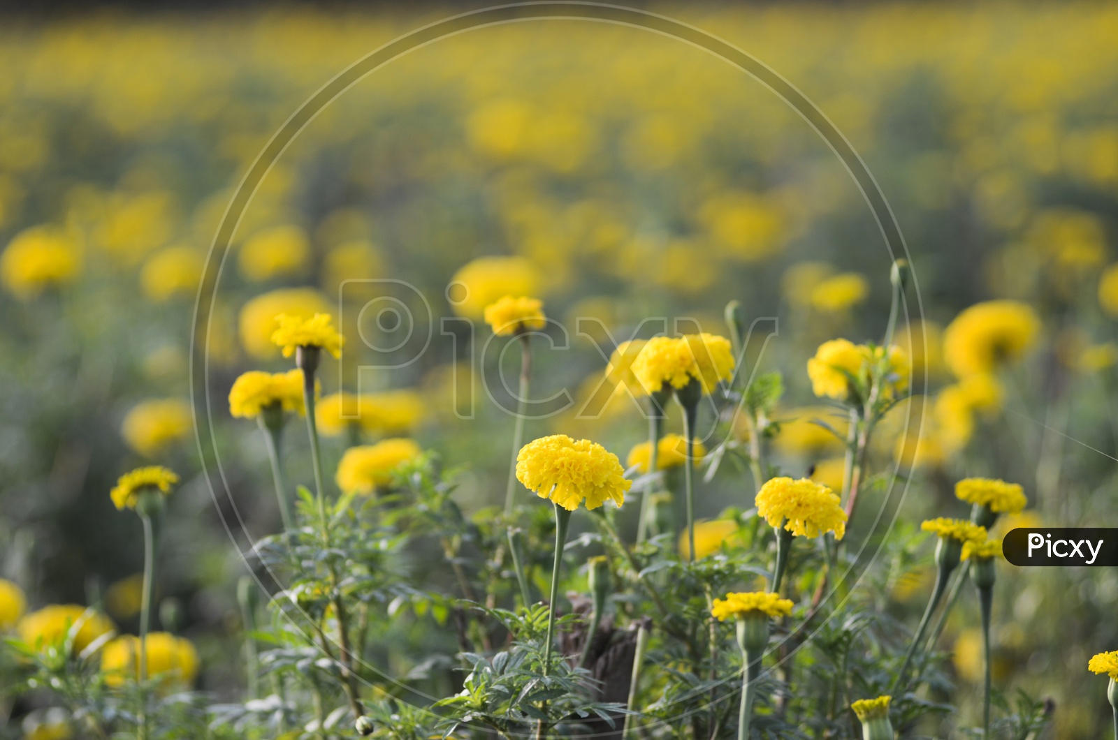 Agriculture, Marigold flower field, Horticulture