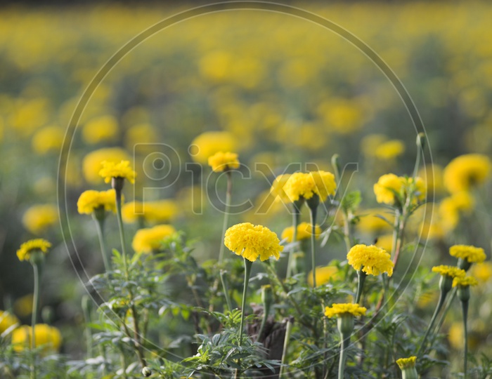 Agriculture, Marigold flower field, Horticulture