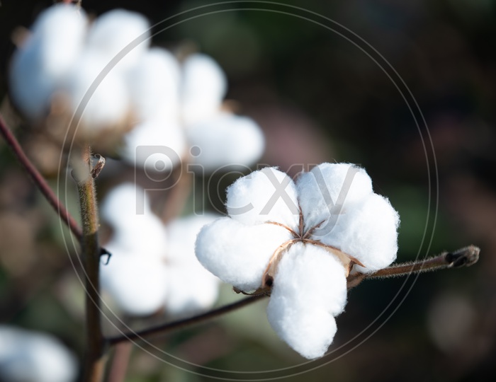 A Closeup Shot Of a Cotton Yield Flower in Cotton Field
