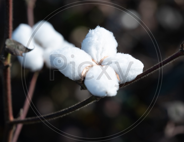 A Closeup Shot Of a Cotton Flower on  a Field Backdrop
