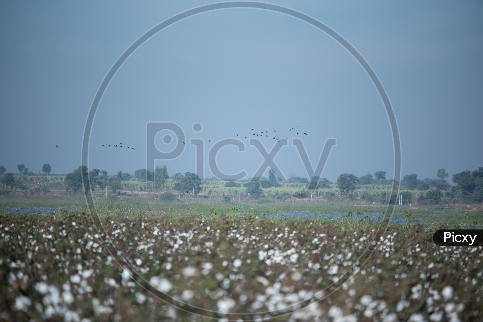 Cotton Yield Composition Shot in a Cotton field