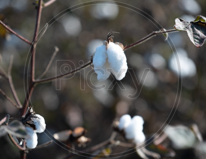 A Closeup Shot Of a Cotton Flower on  a Field Backdrop