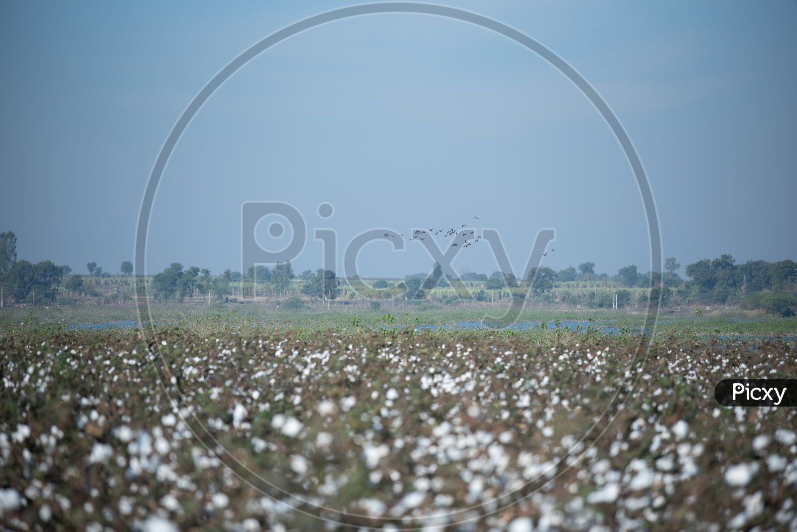 Cotton Yield Composition Shot in a Cotton field