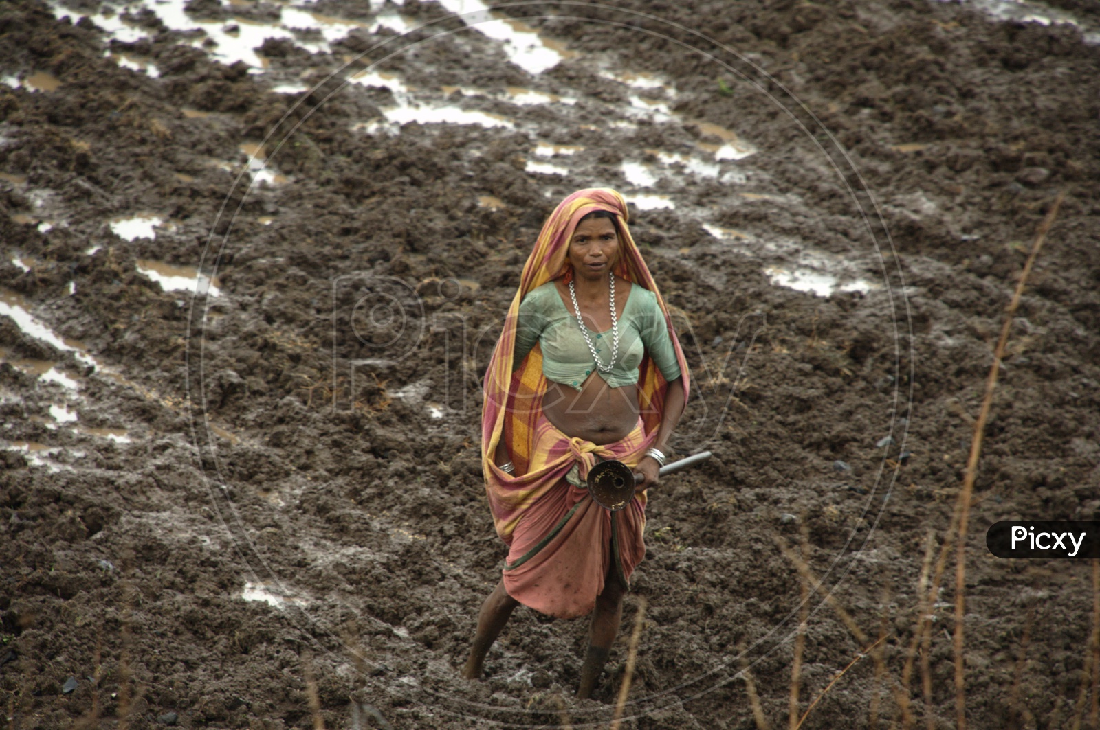 South indian Rural woman working in a field