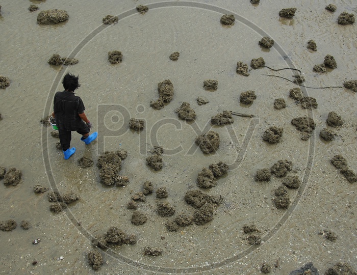 Women collecting Shells in wet lands