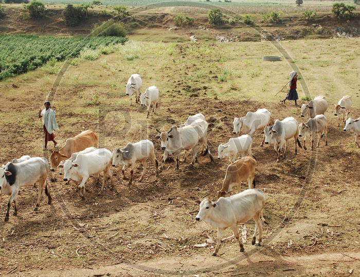Women herding Oxen