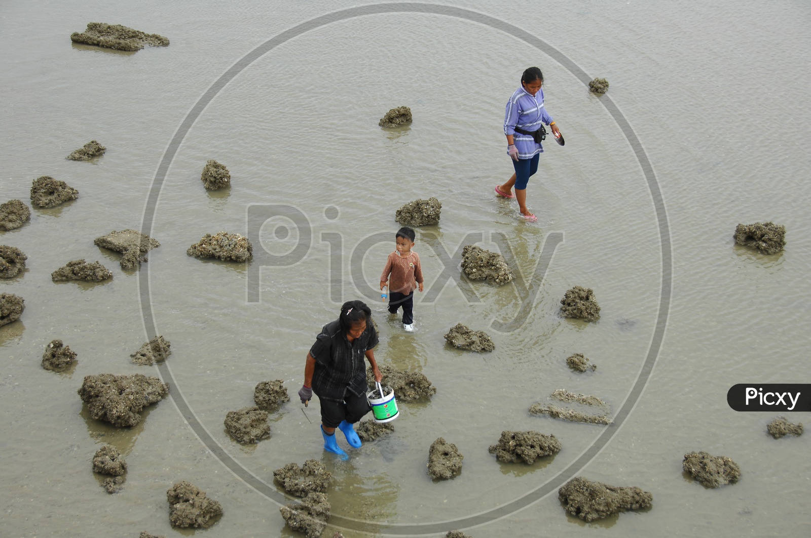 Women collecting Shells in wet lands