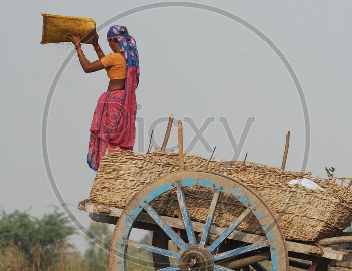 Women  working in Fields