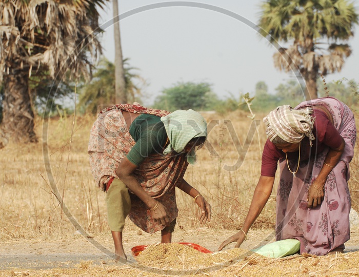 Women at working in paddy fields