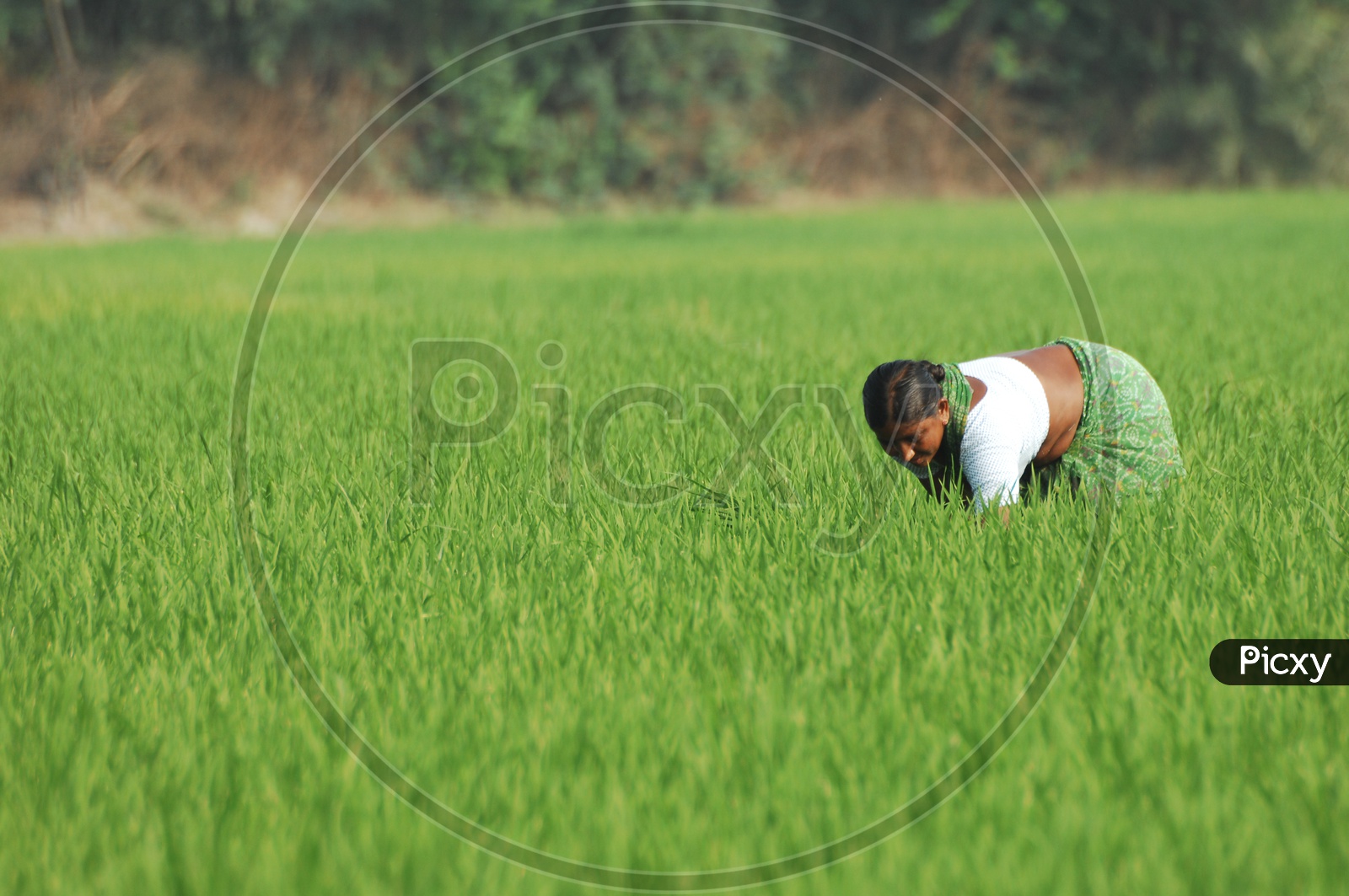 Women  working in paddy fields