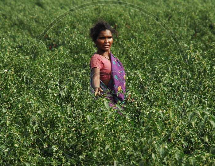 Women working in red chilli fields