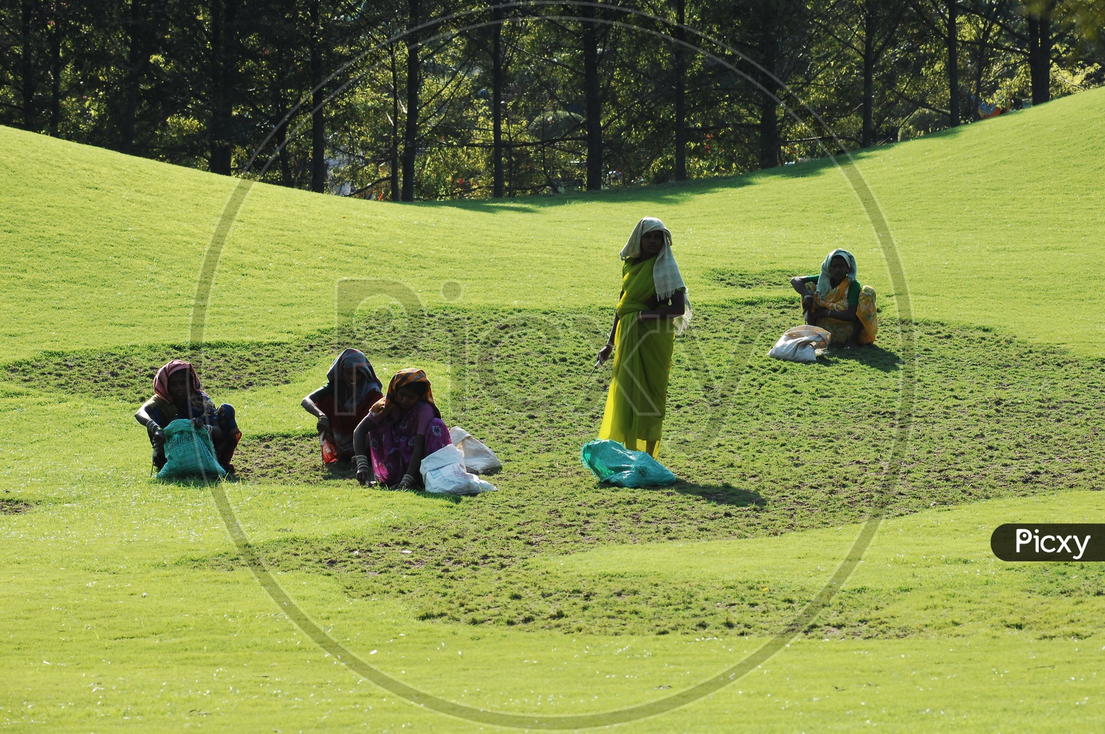 Women  working in grass fields