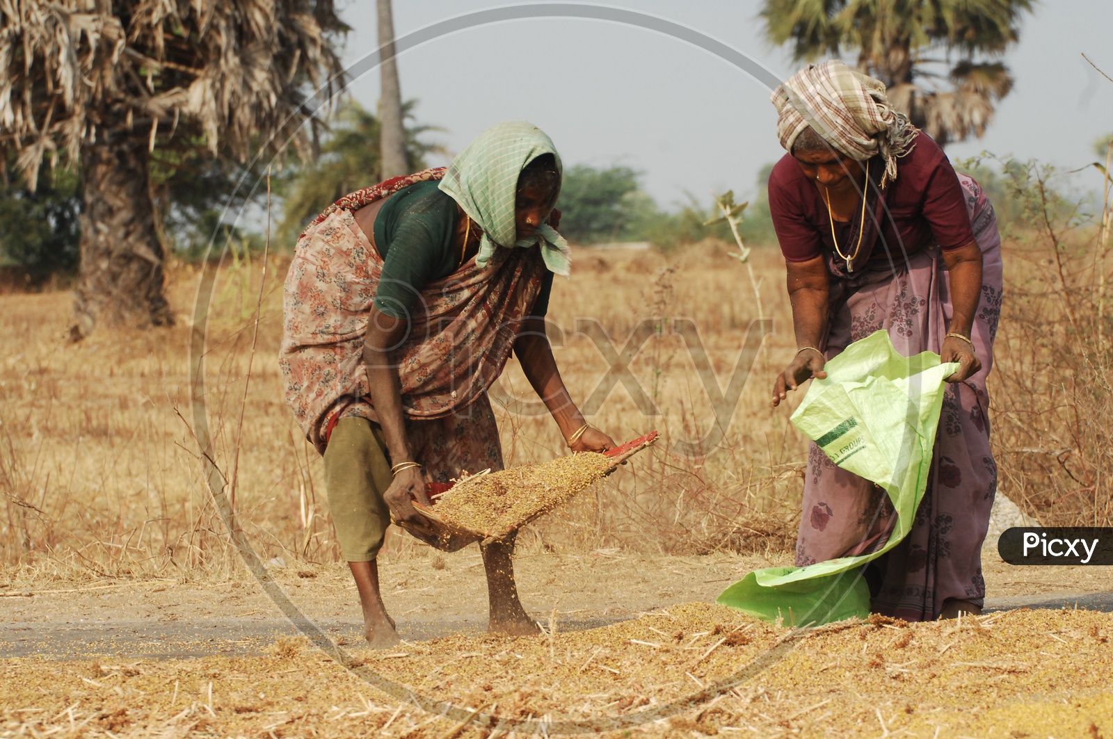 Women at working in paddy fields