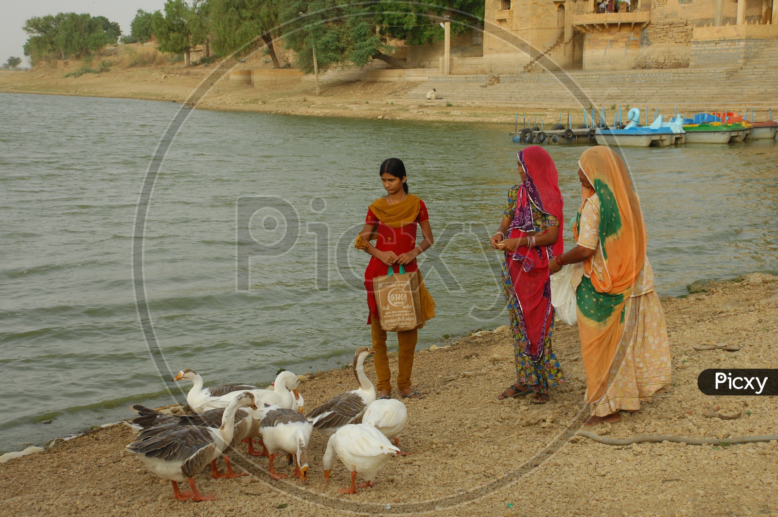 Indian Woman Feeding Duckc In Rajasthan